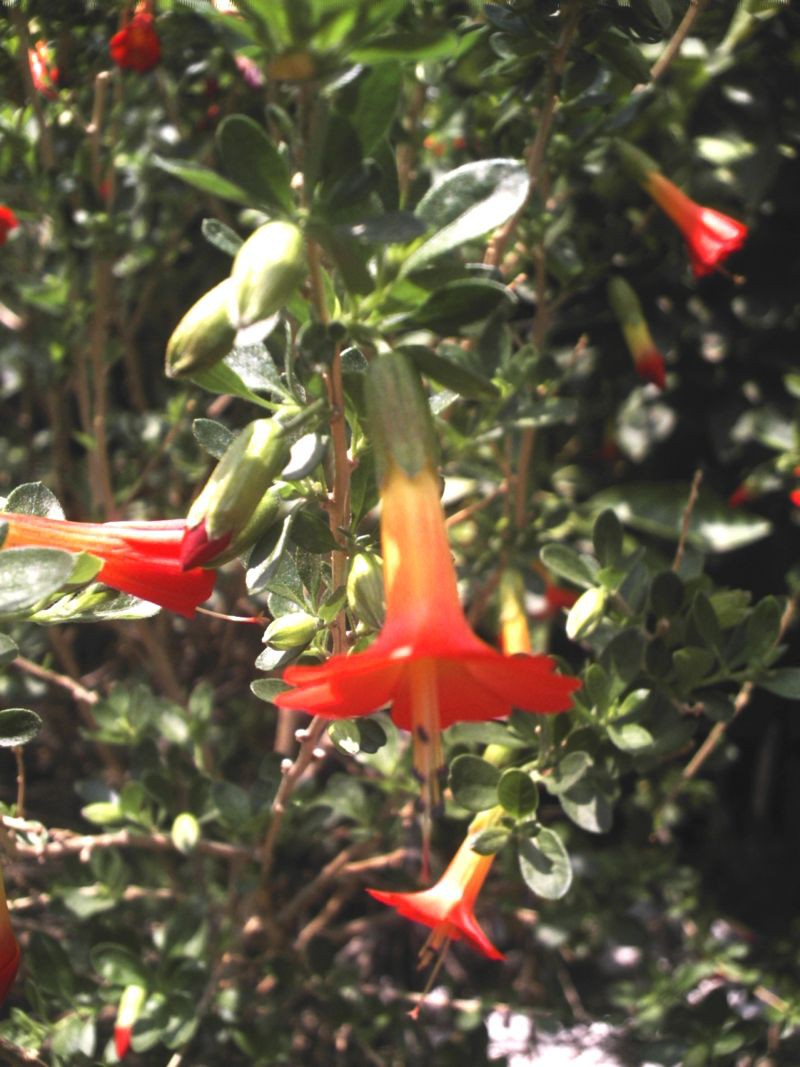 Kantuta_Cochabamba_Bolivia